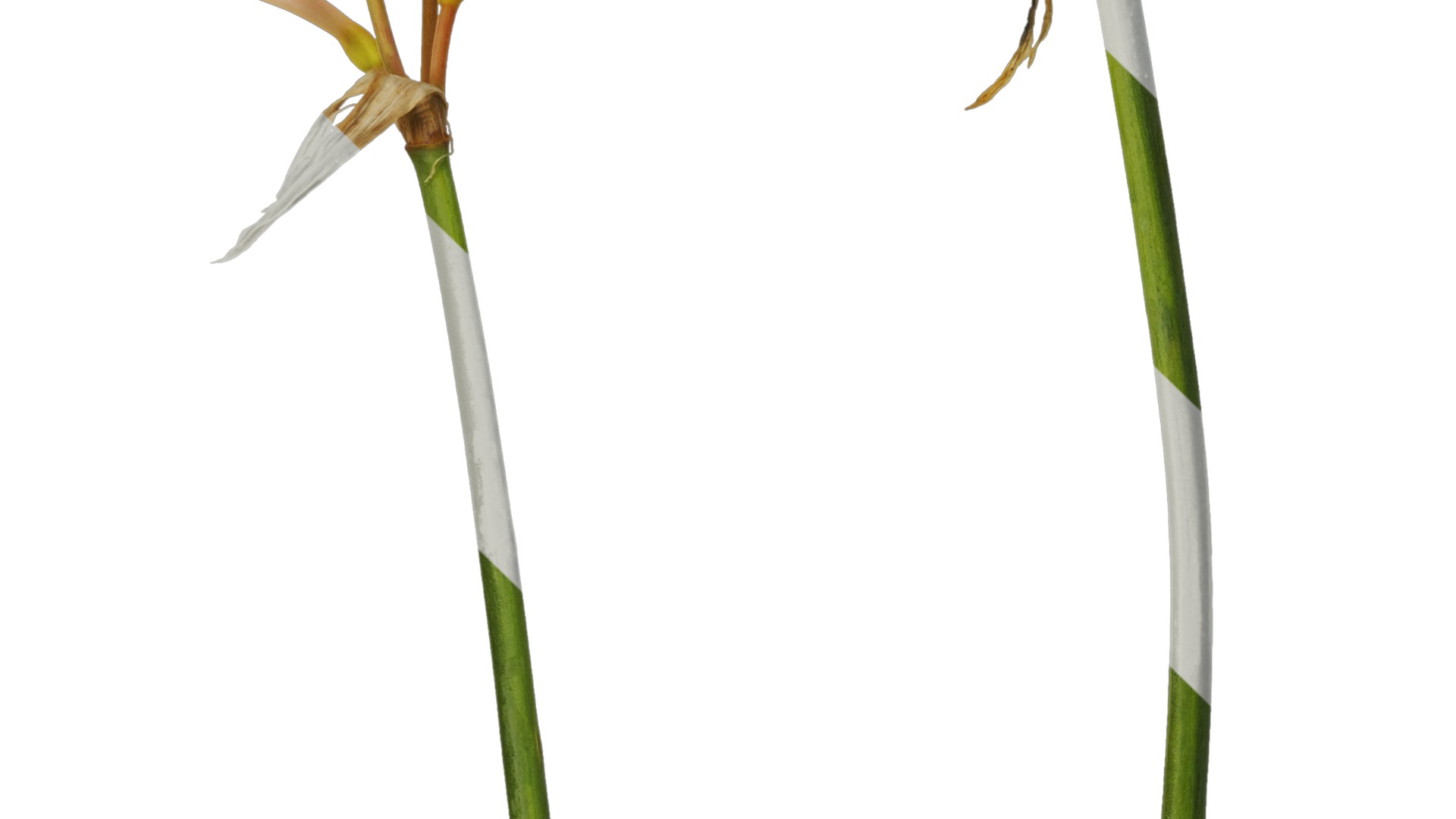 Anydrafts Cyrtanthus mackenii Atlas 01 Texture_3