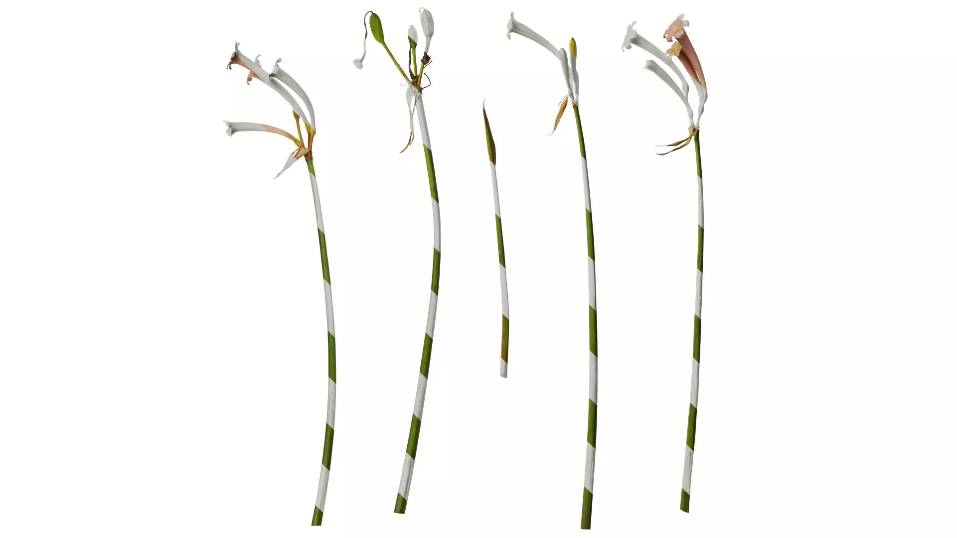 Anydrafts Cyrtanthus mackenii Atlas 01 Texture_0