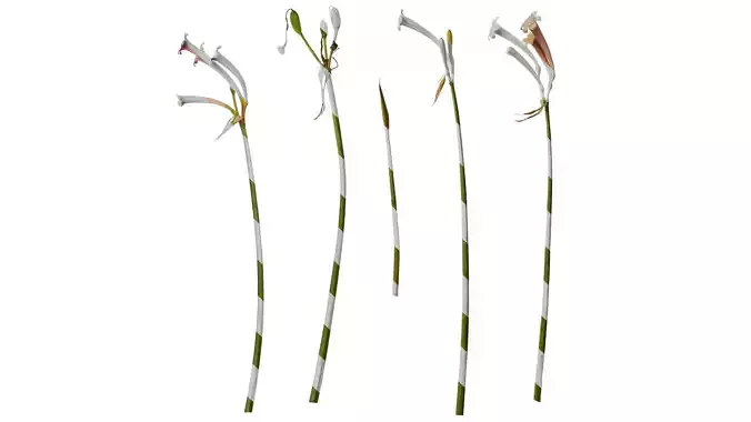 Anydrafts Cyrtanthus mackenii Atlas 01