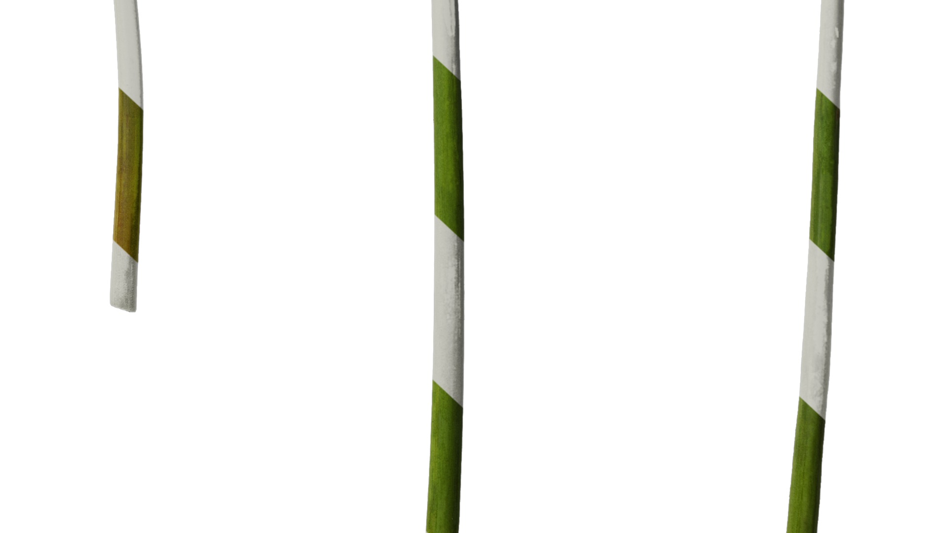 Anydrafts Cyrtanthus mackenii Atlas 01 Texture_6