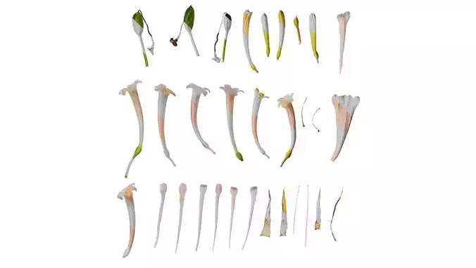 Anydrafts Cyrtanthus mackenii Flower 01