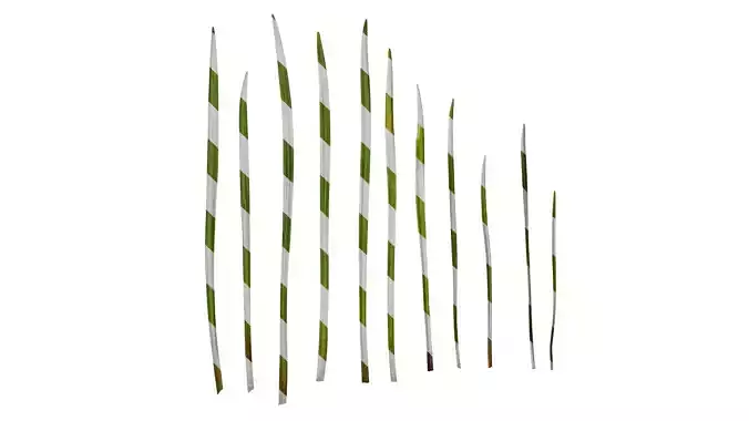 Anydrafts Cyrtanthus mackenii Leaf 01