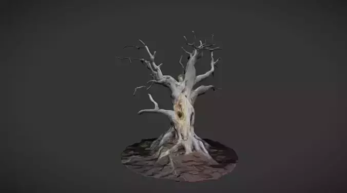 The Ancient Sentinel Dead Tree