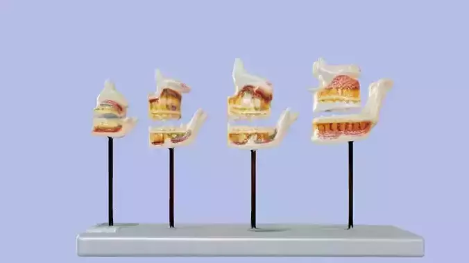 3D Model of Dentition Development Anatomy On Stand