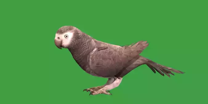 African Grey Parrot