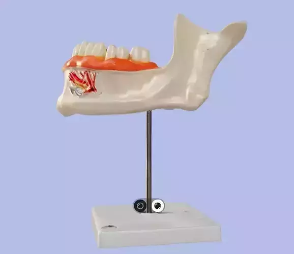 3D Model of Half Lower Jaw Anatomy