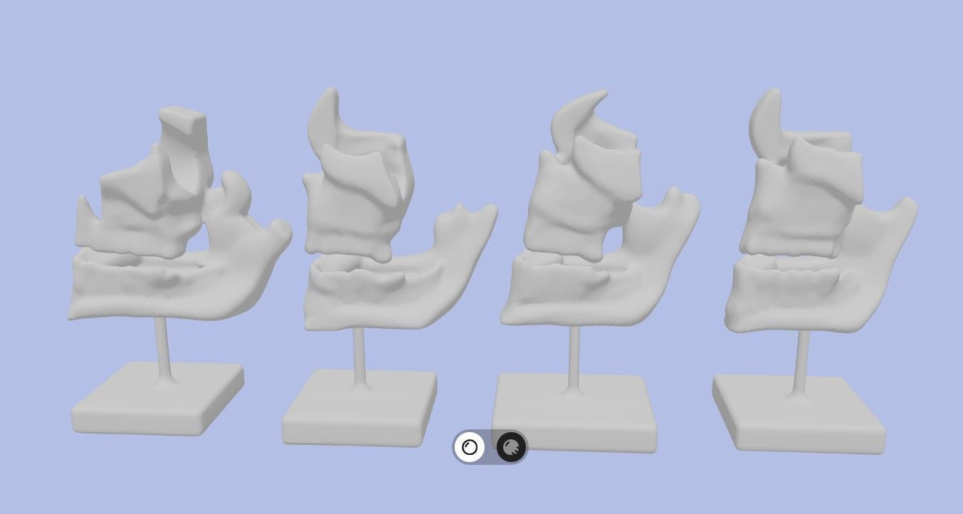 3D Model of Human Dental Development Anatomy 3D print model_10