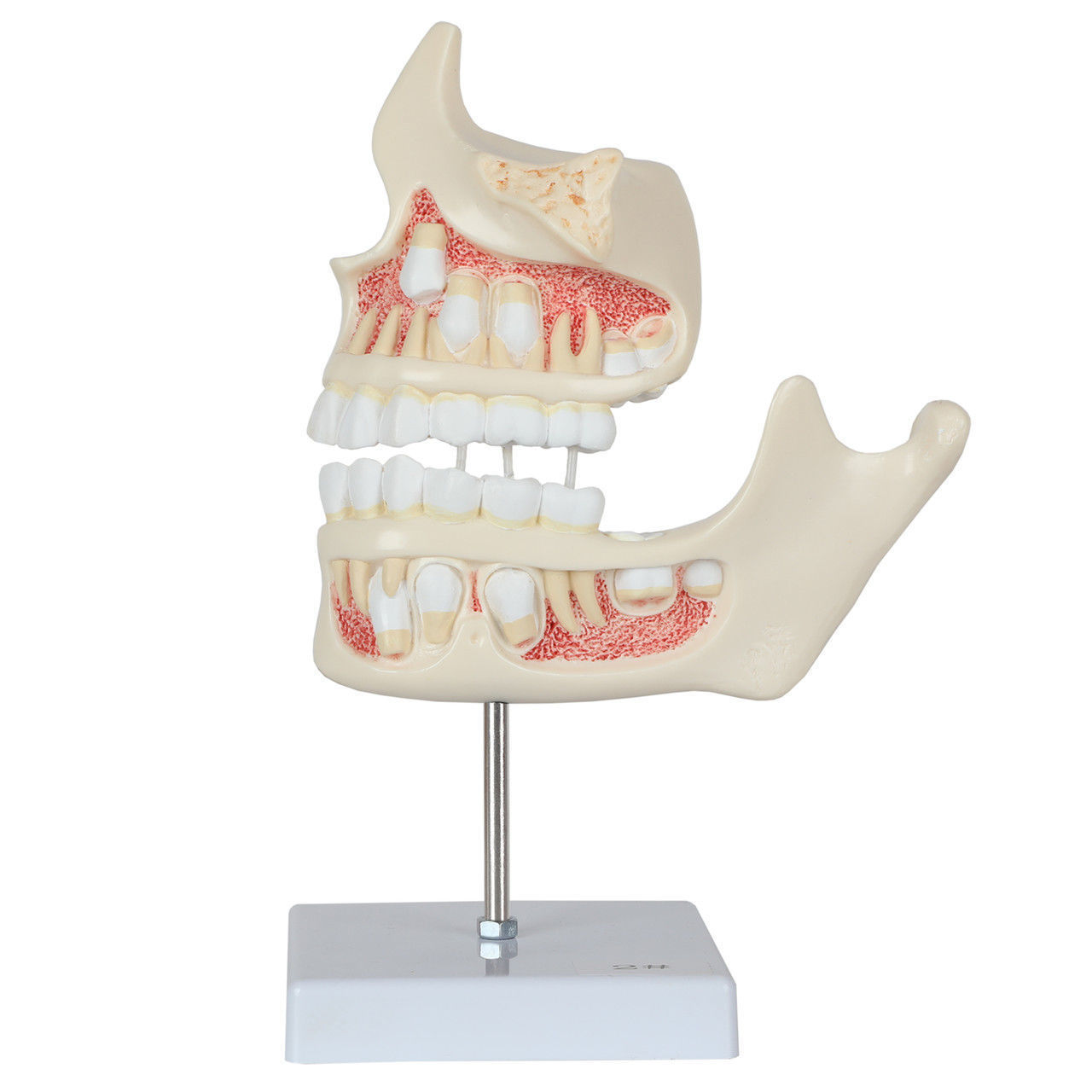 3D Model of Human Dental Development Anatomy 3D print model_5