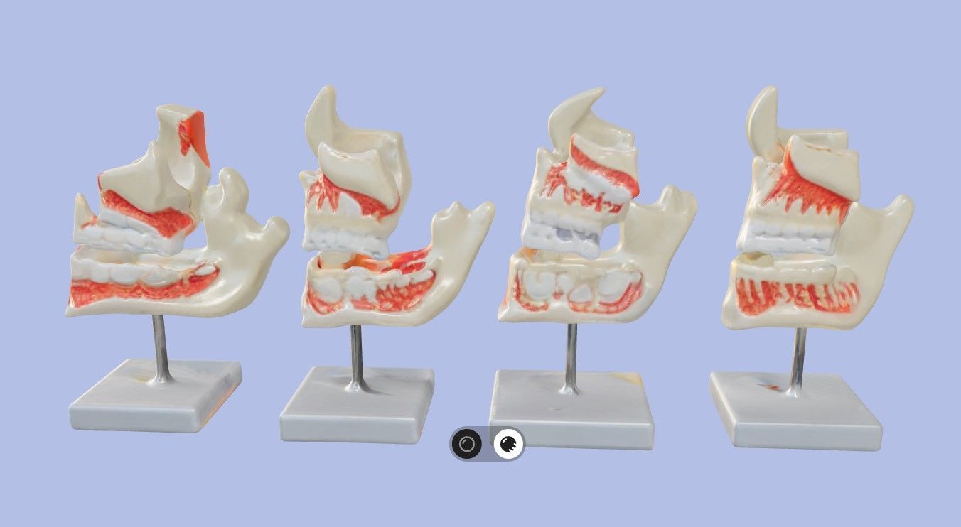 3D Model of Human Dental Development Anatomy 3D print model_9