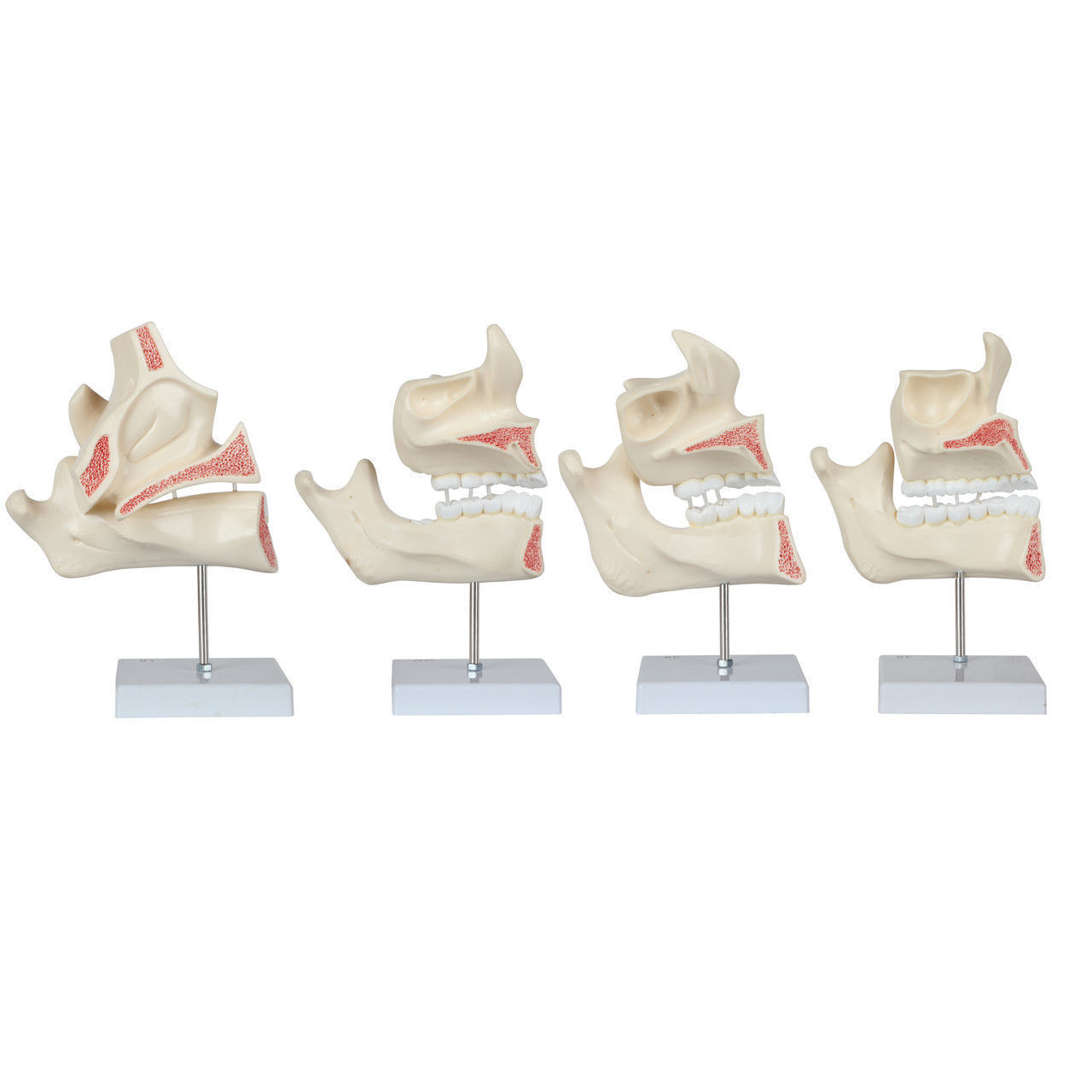 3D Model of Human Dental Development Anatomy 3D print model_7