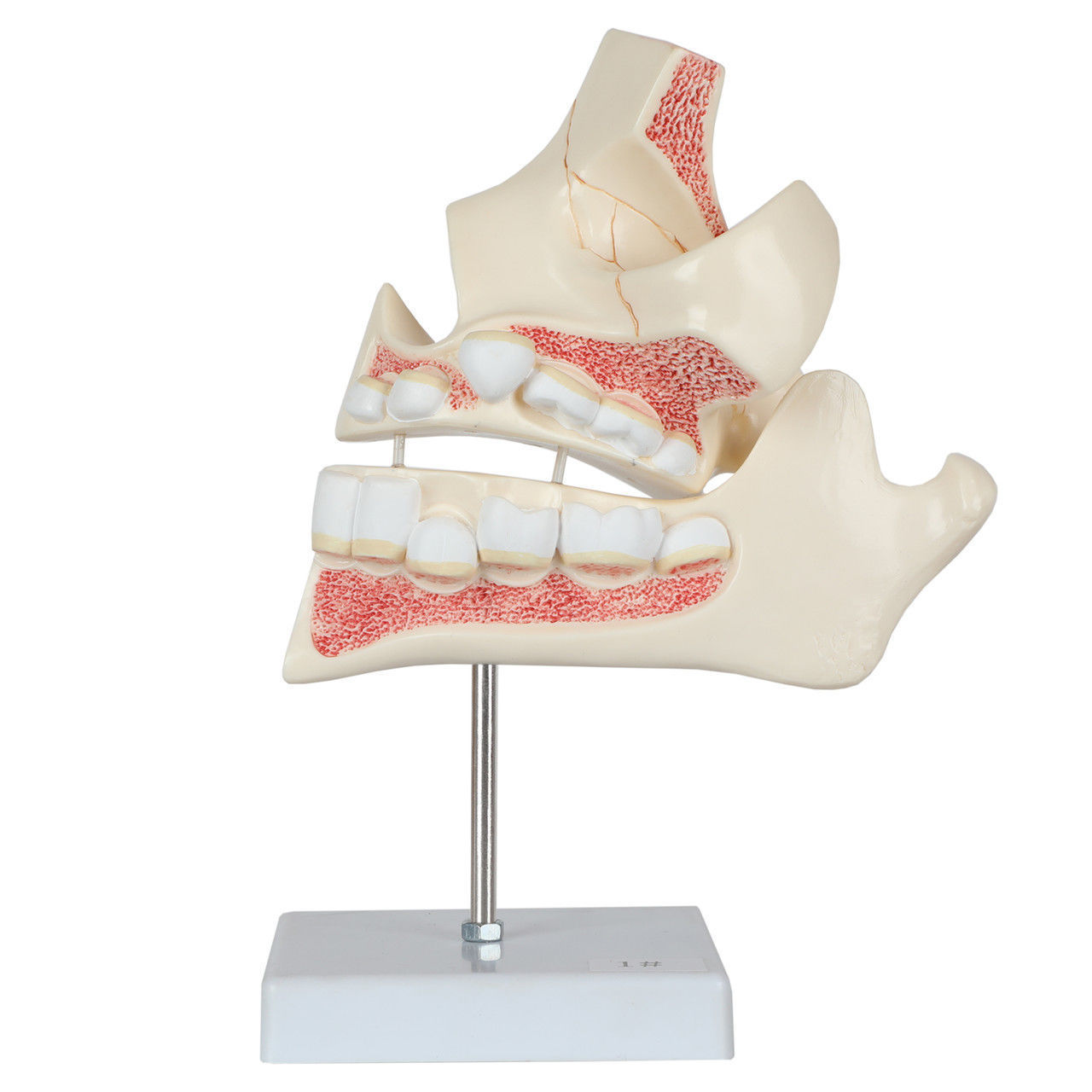 3D Model of Human Dental Development Anatomy 3D print model_3