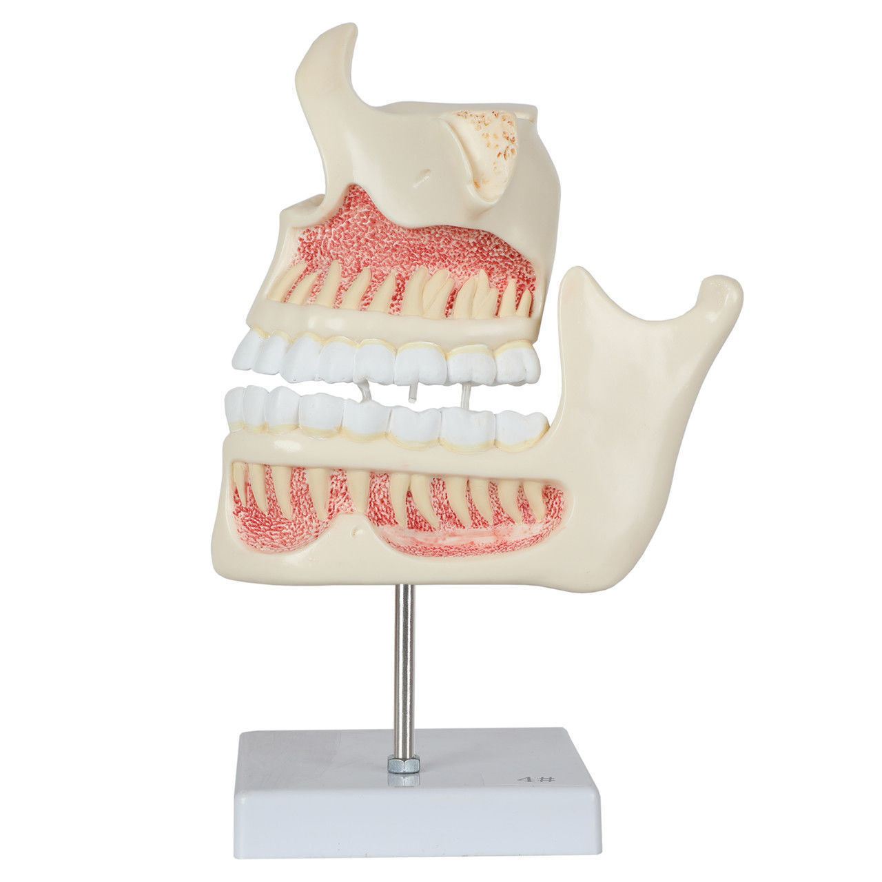 3D Model of Human Dental Development Anatomy 3D print model_6