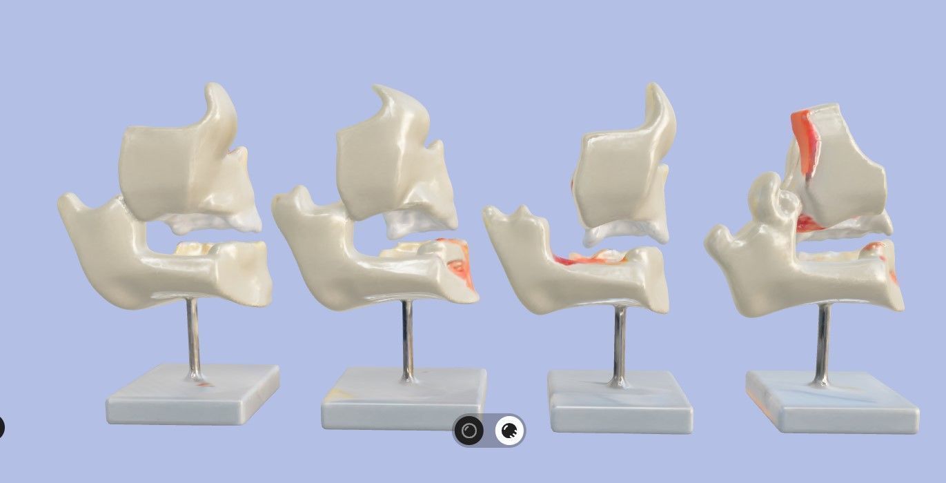 3D Model of Human Dental Development Anatomy 3D print model_11