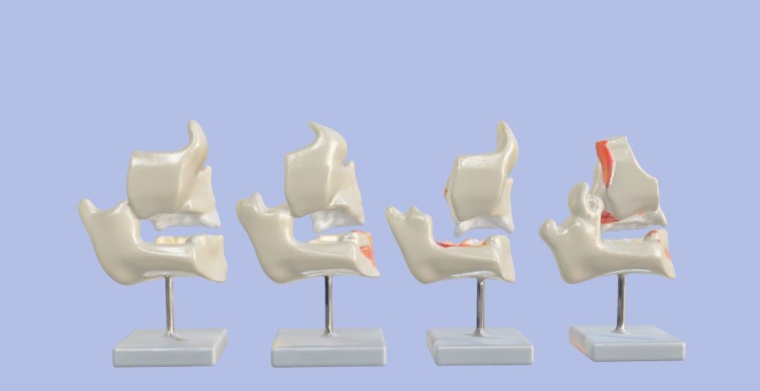 3D Model of Human Dental Development Anatomy 3D print model_8