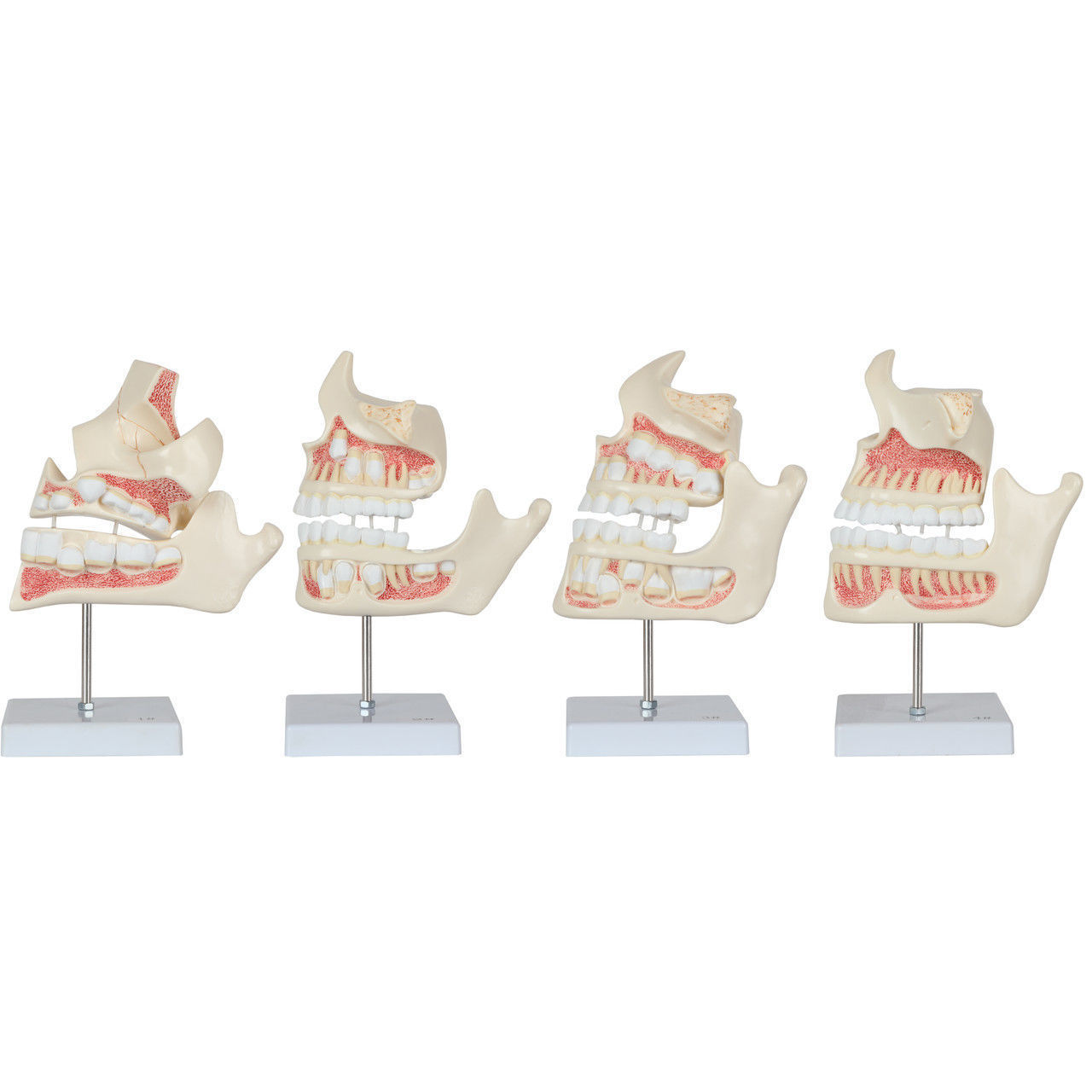 3D Model of Human Dental Development Anatomy 3D print model_2