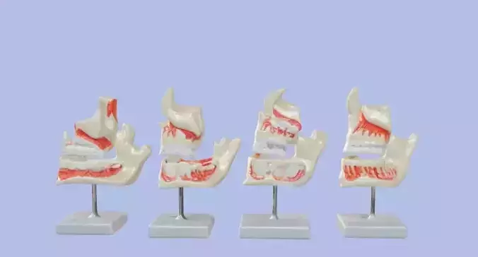 3D Model of Human Dental Development Anatomy 3D print model 3D Model of Human Dental Development Anatomy 3D print model