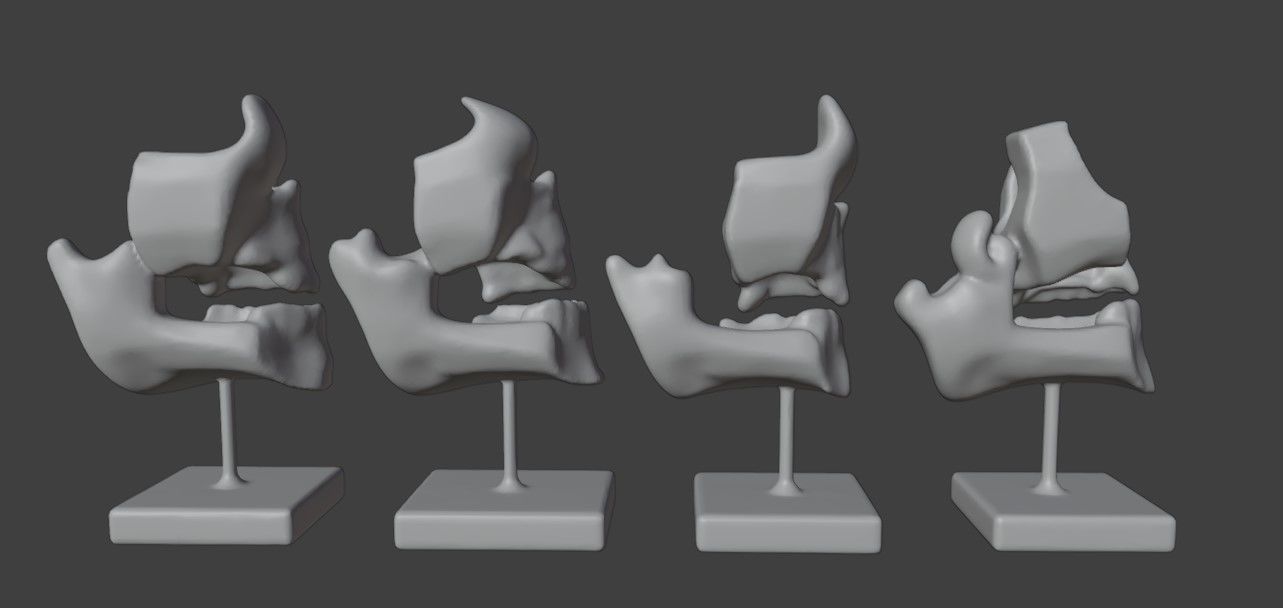 3D Model of Human Dental Development Anatomy 3D print model_13