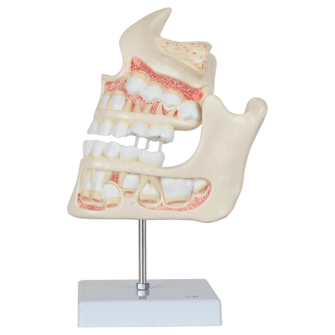 3D Model of Human Dental Development Anatomy 3D print model_4