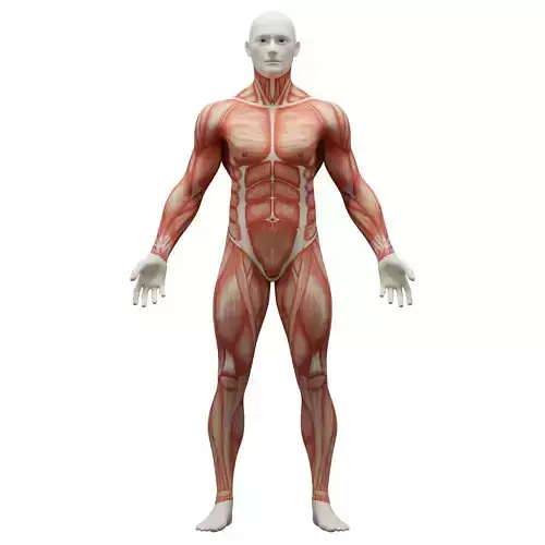 Anatomy Male Muscular System Low-poly 3D model