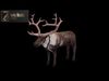 Reindeer Low-poly 3D model_1