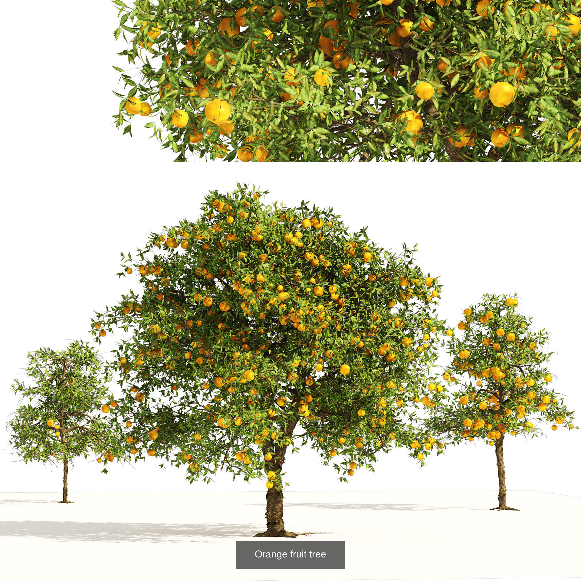 High realistic Fruit Trees 3D Collection 01 _10