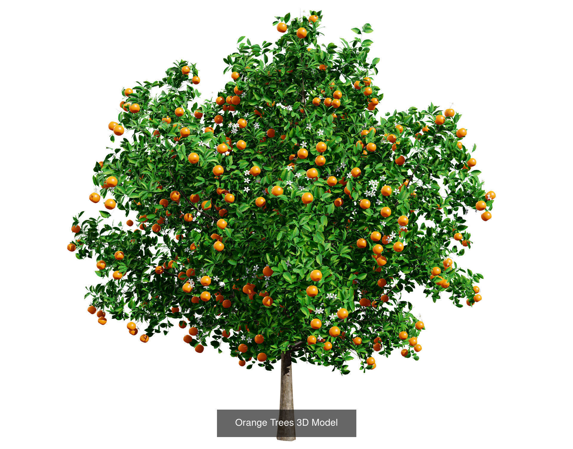 High realistic Fruit Trees 3D Collection 01 _15
