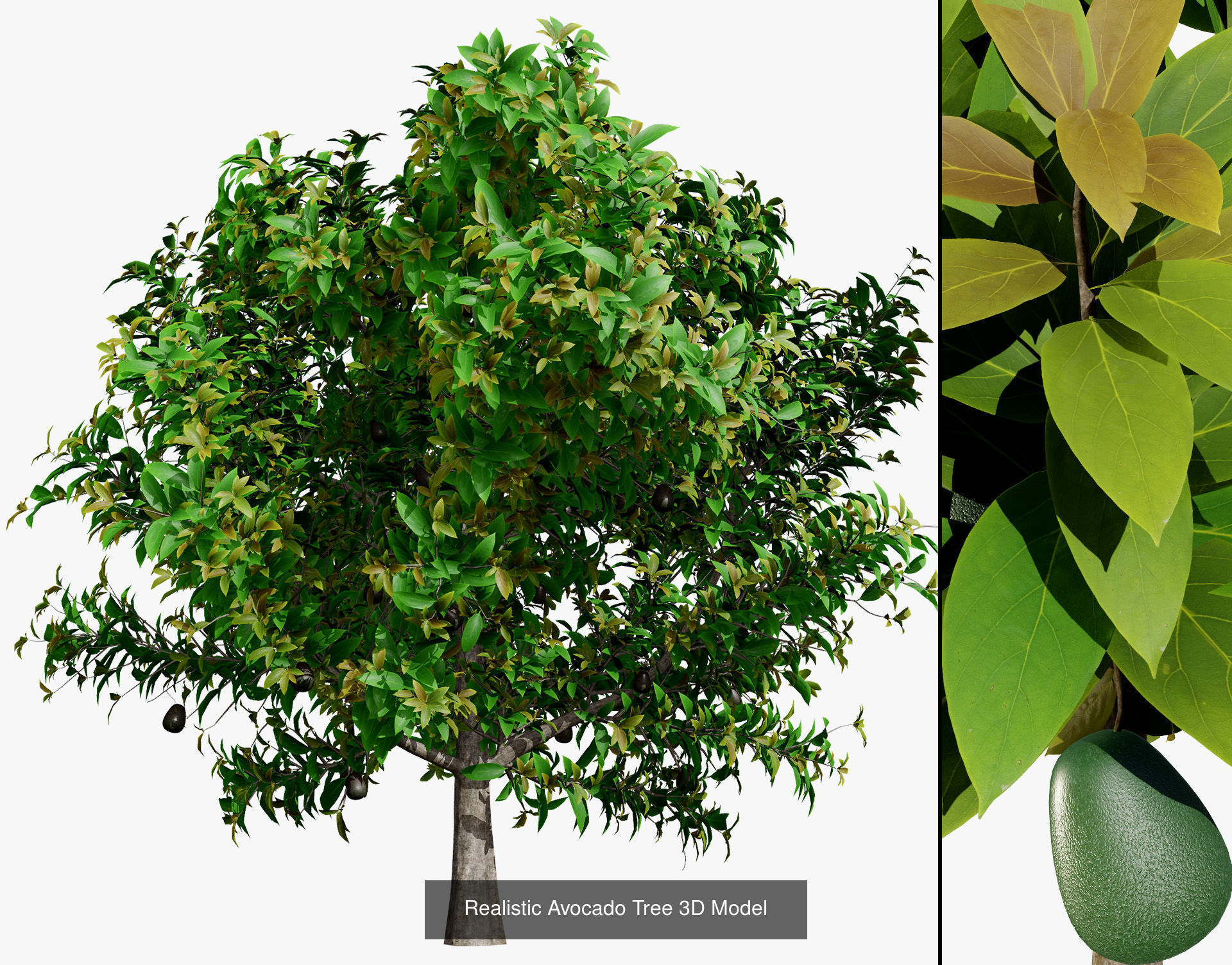 High realistic Fruit Trees 3D Collection 01 _18