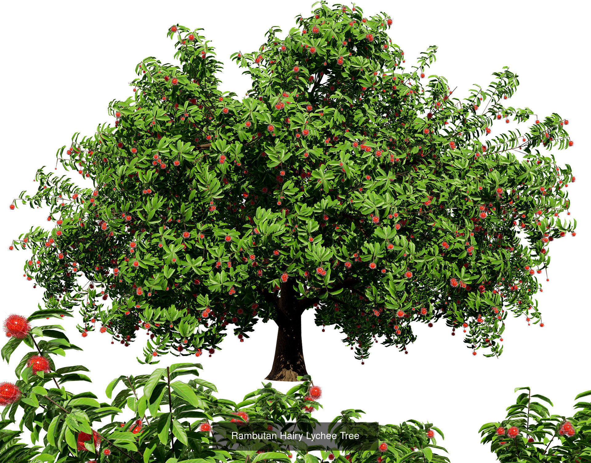 High realistic Fruit Trees 3D Collection 01 _19