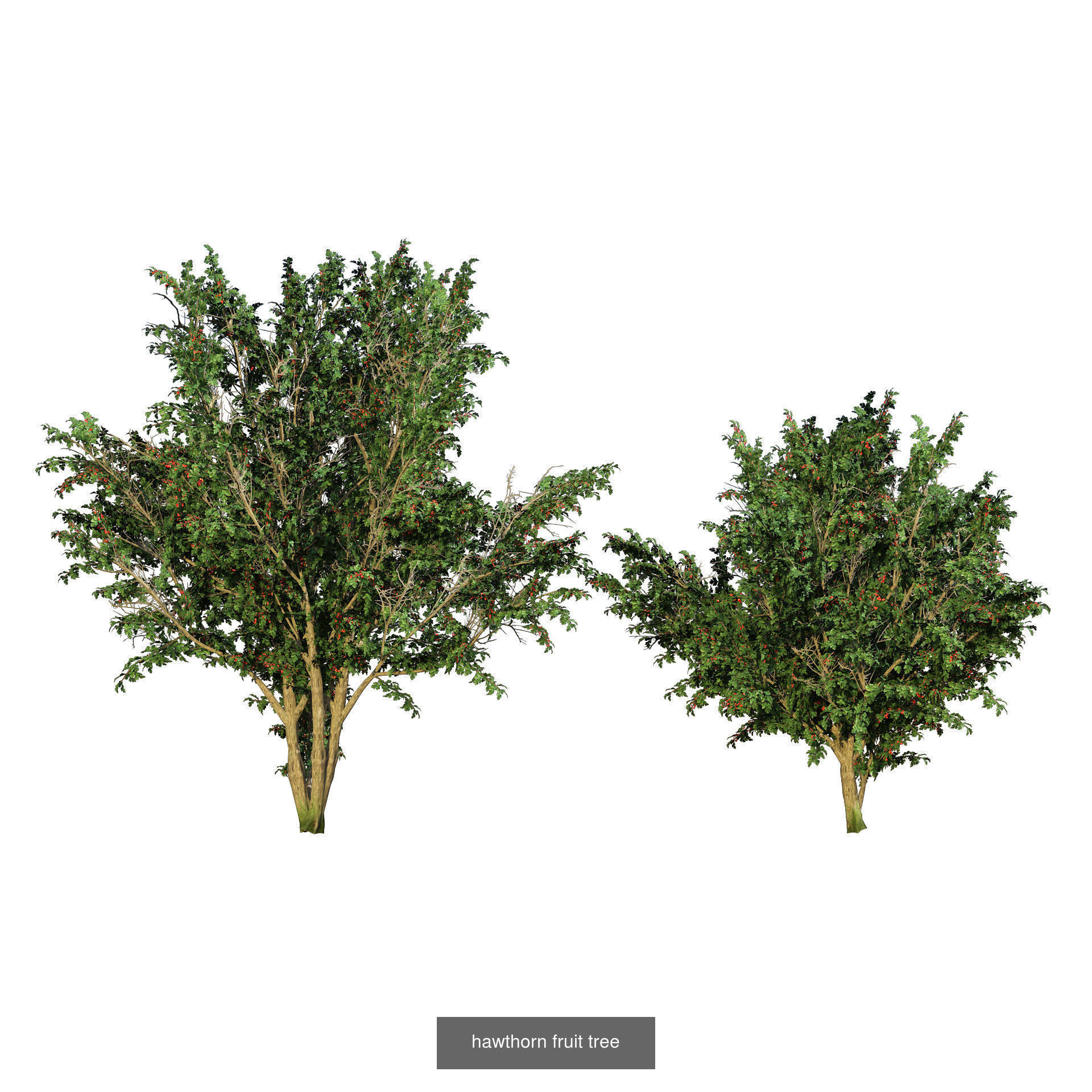 High realistic Fruit Trees 3D Collection 01 _11