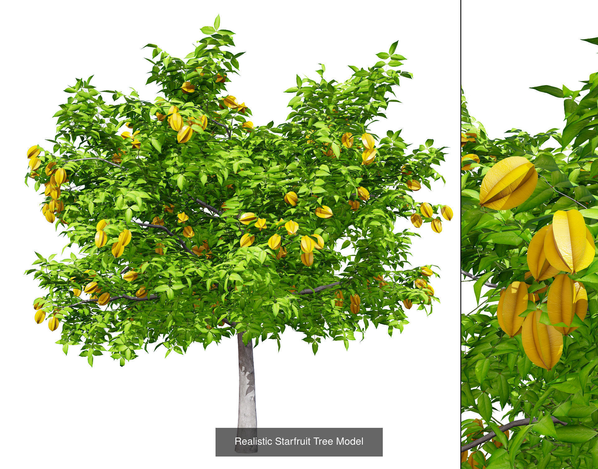 High realistic Fruit Trees 3D Collection 01 _16