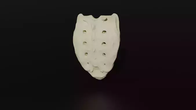 Os Sacrum 3D model