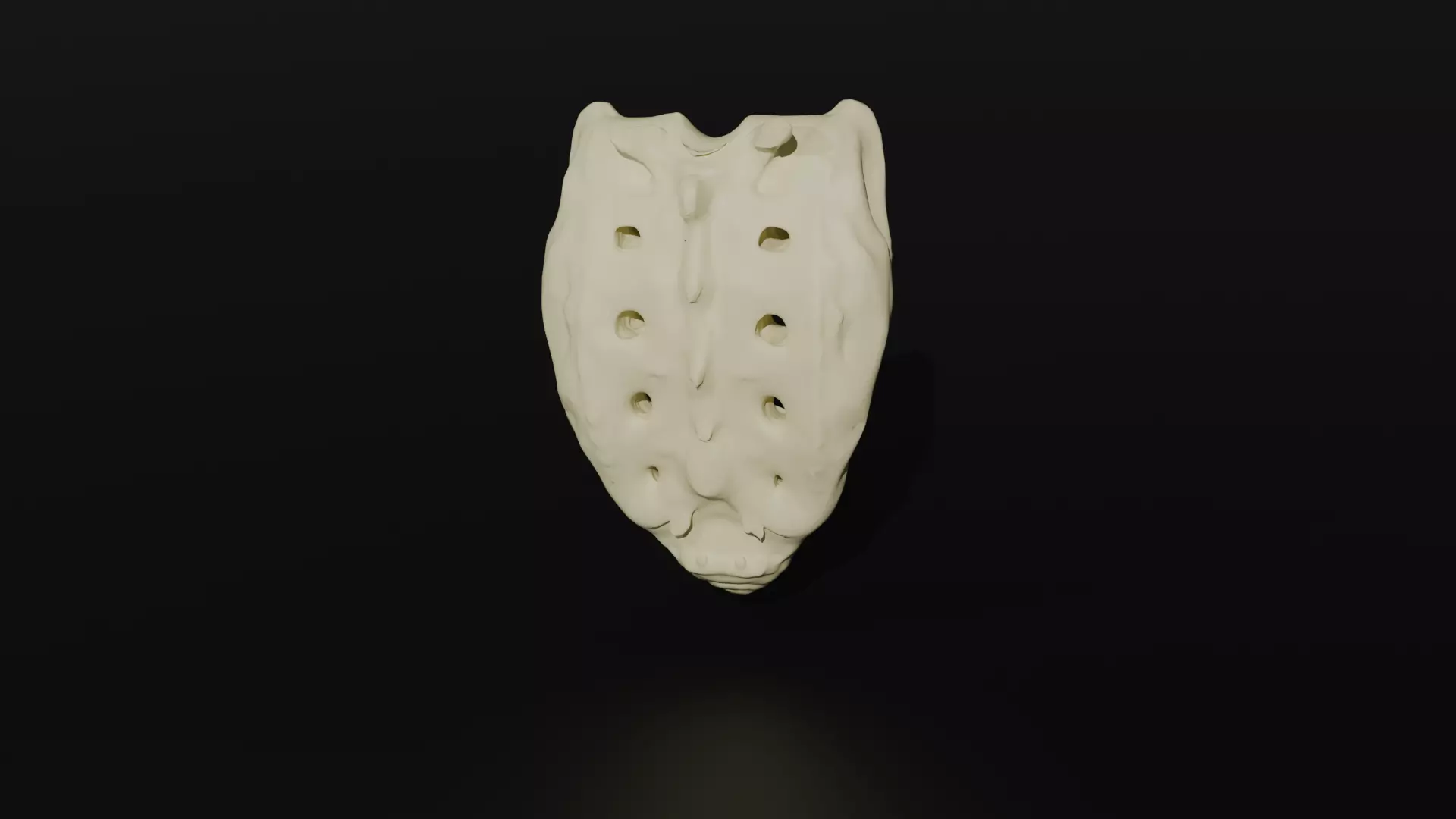 Os Sacrum 3D model_0