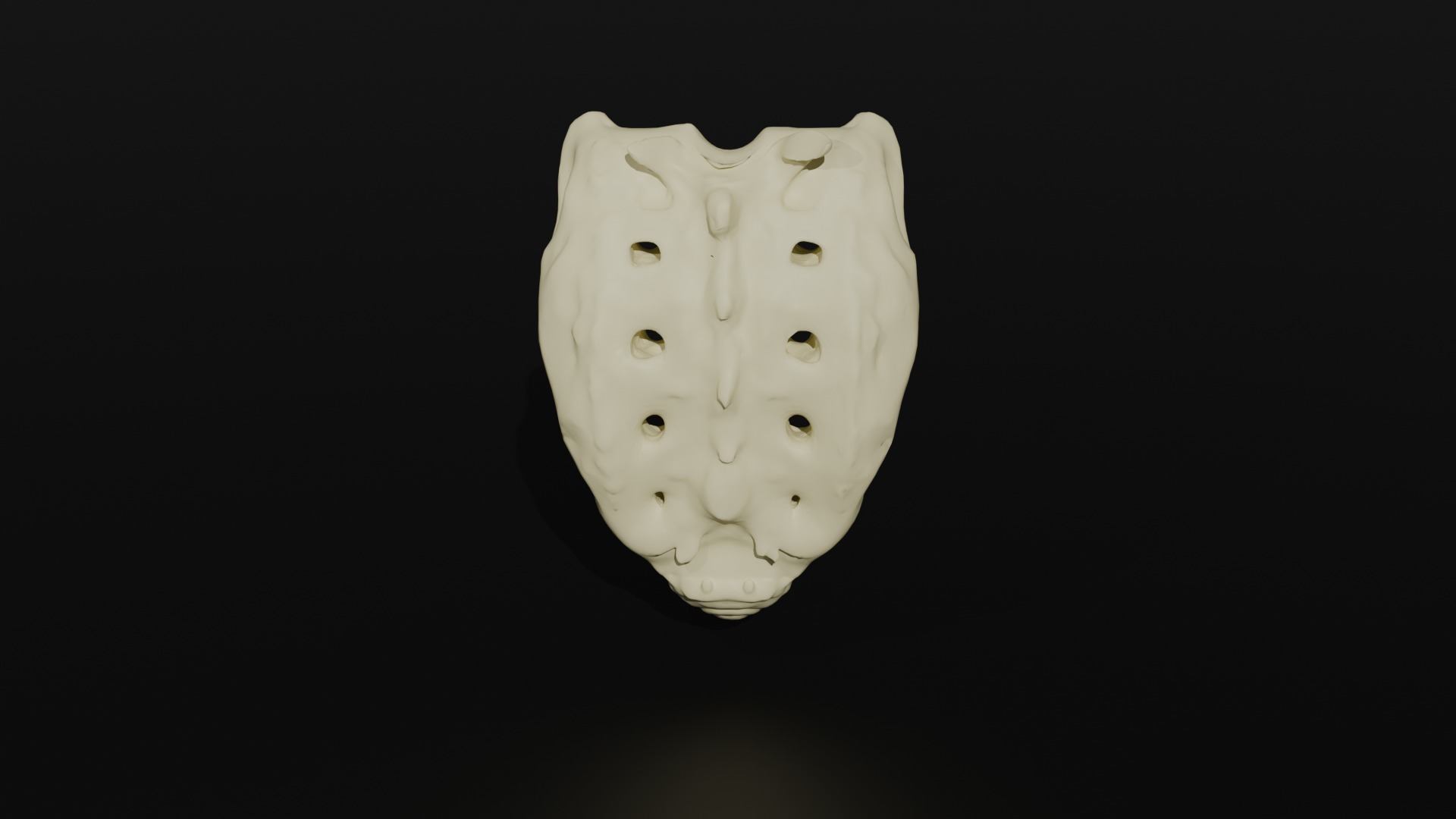 Os Sacrum 3D model_1