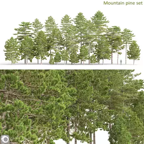Mountain pine 01