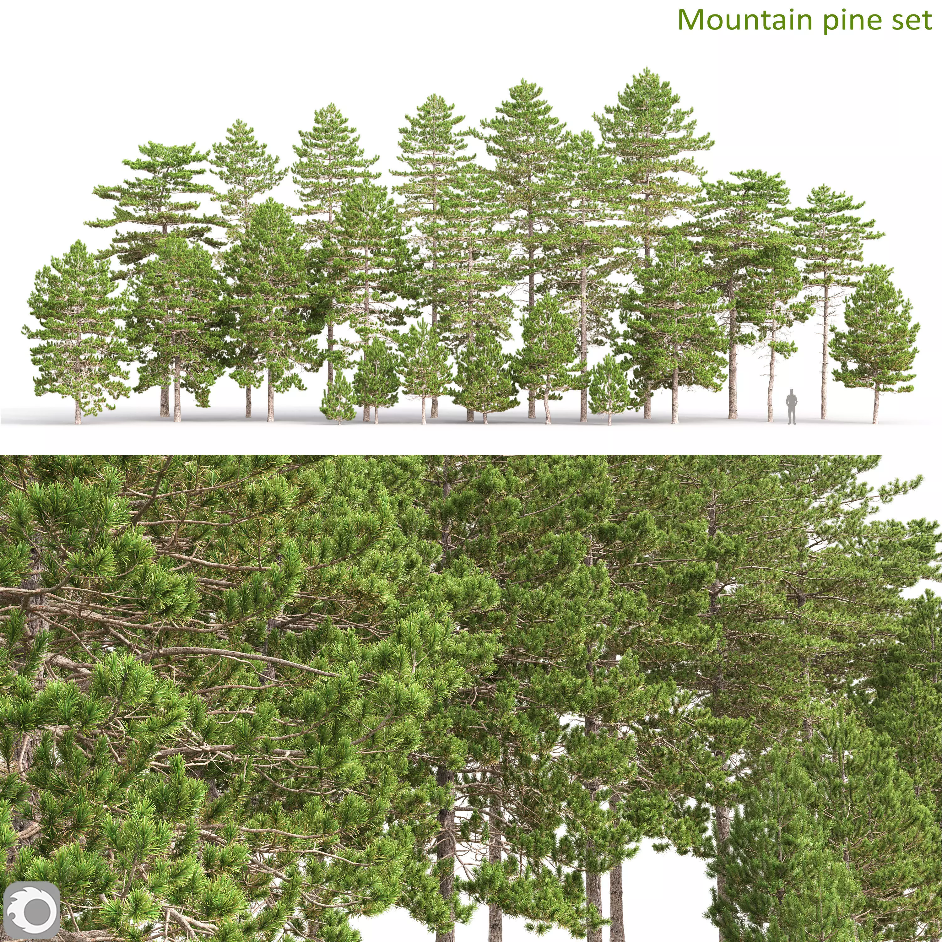 Mountain pine 01 3D model