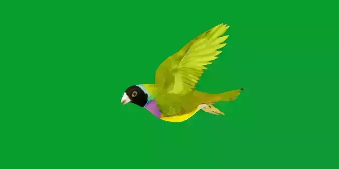 Gouldian Rainbow Finch Bird Low-poly 3D model