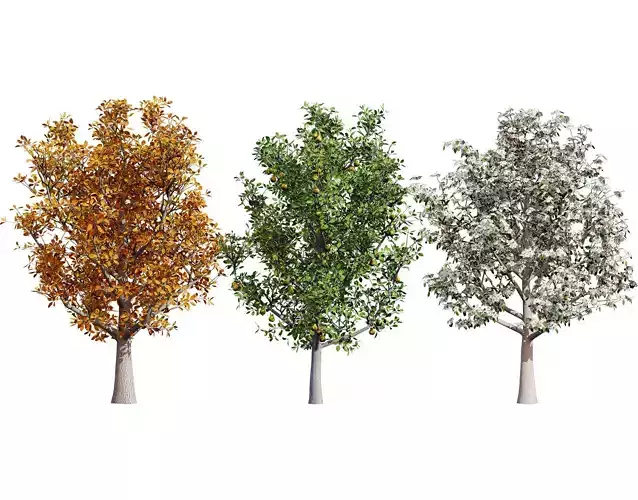 Realistic Pear Tree 3D Model - All Seasons Low-poly 3D model