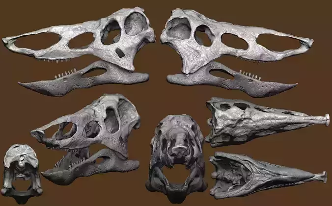 Desmatosuchus skull Triassic reptile fossil replica 3D model