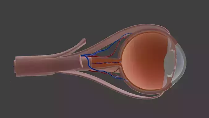 3D Model of Human Eye Anatomy
