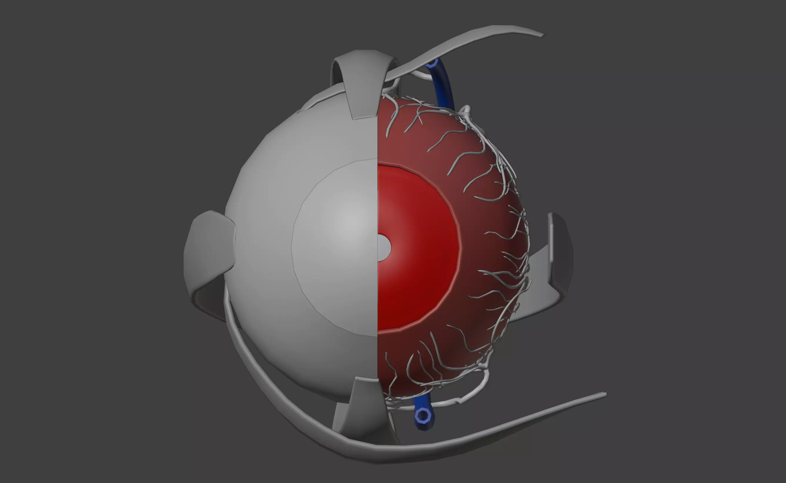 3D Model of Human Eye Anatomy 3D print model