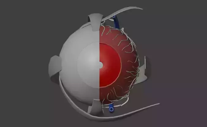 3D Model of Human Eye Anatomy 3D print model