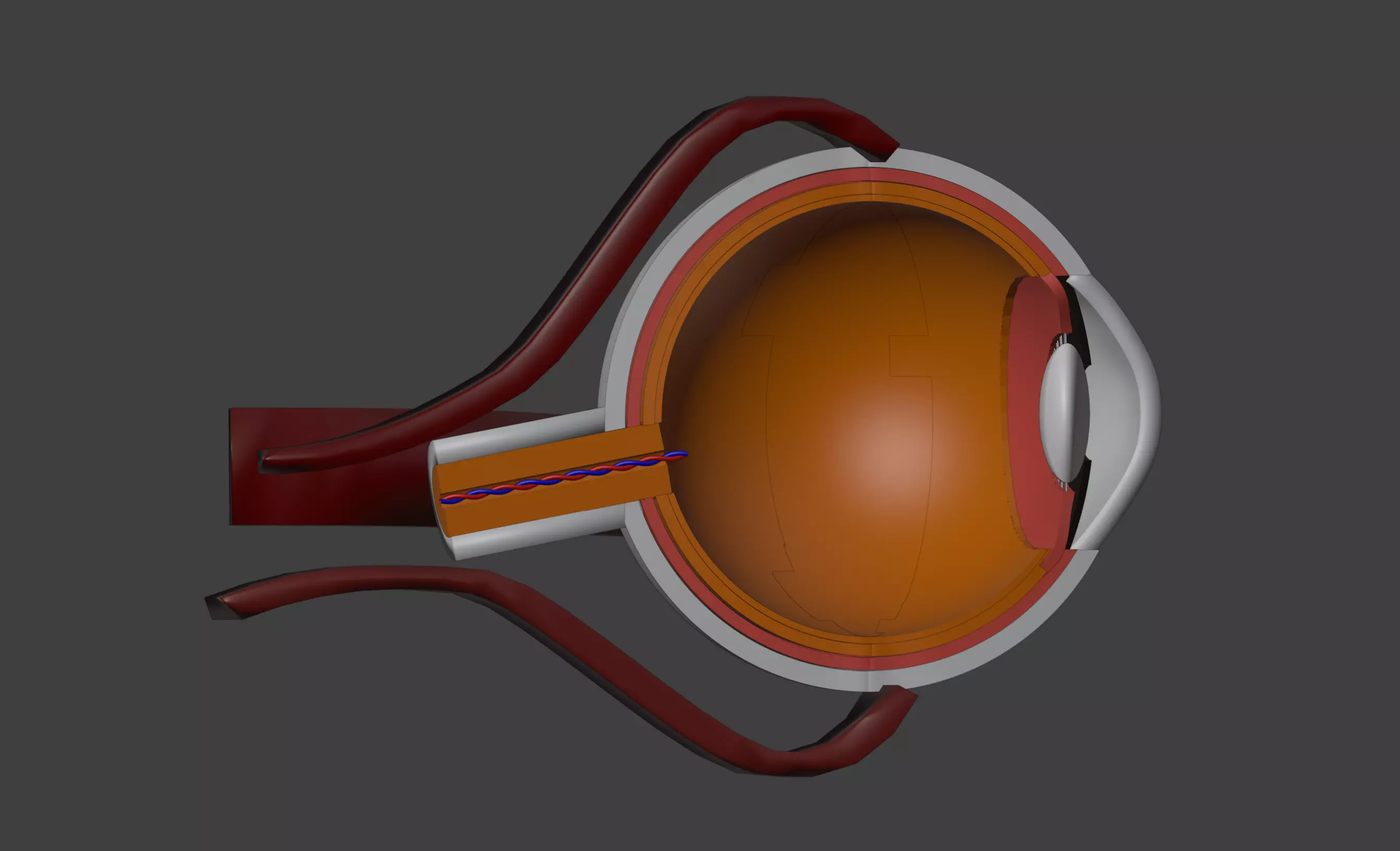 3D Eye Model Anatomy - Cross Section 3D print model_0