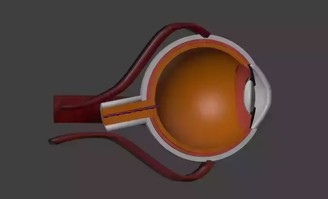 3D Eye Model Anatomy - Cross Section 3D print model