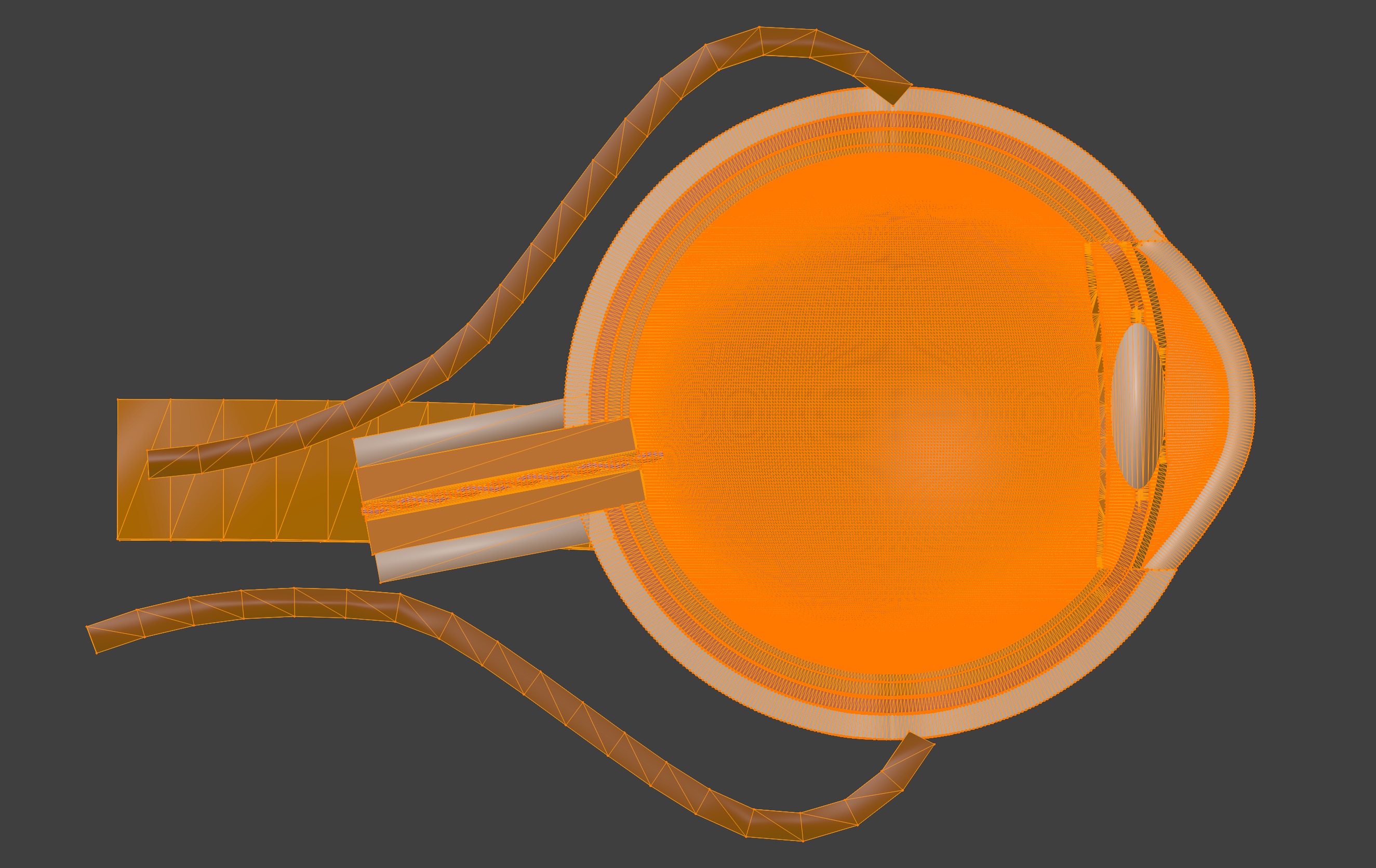 3D Eye Model Anatomy - Cross Section 3D print model_12
