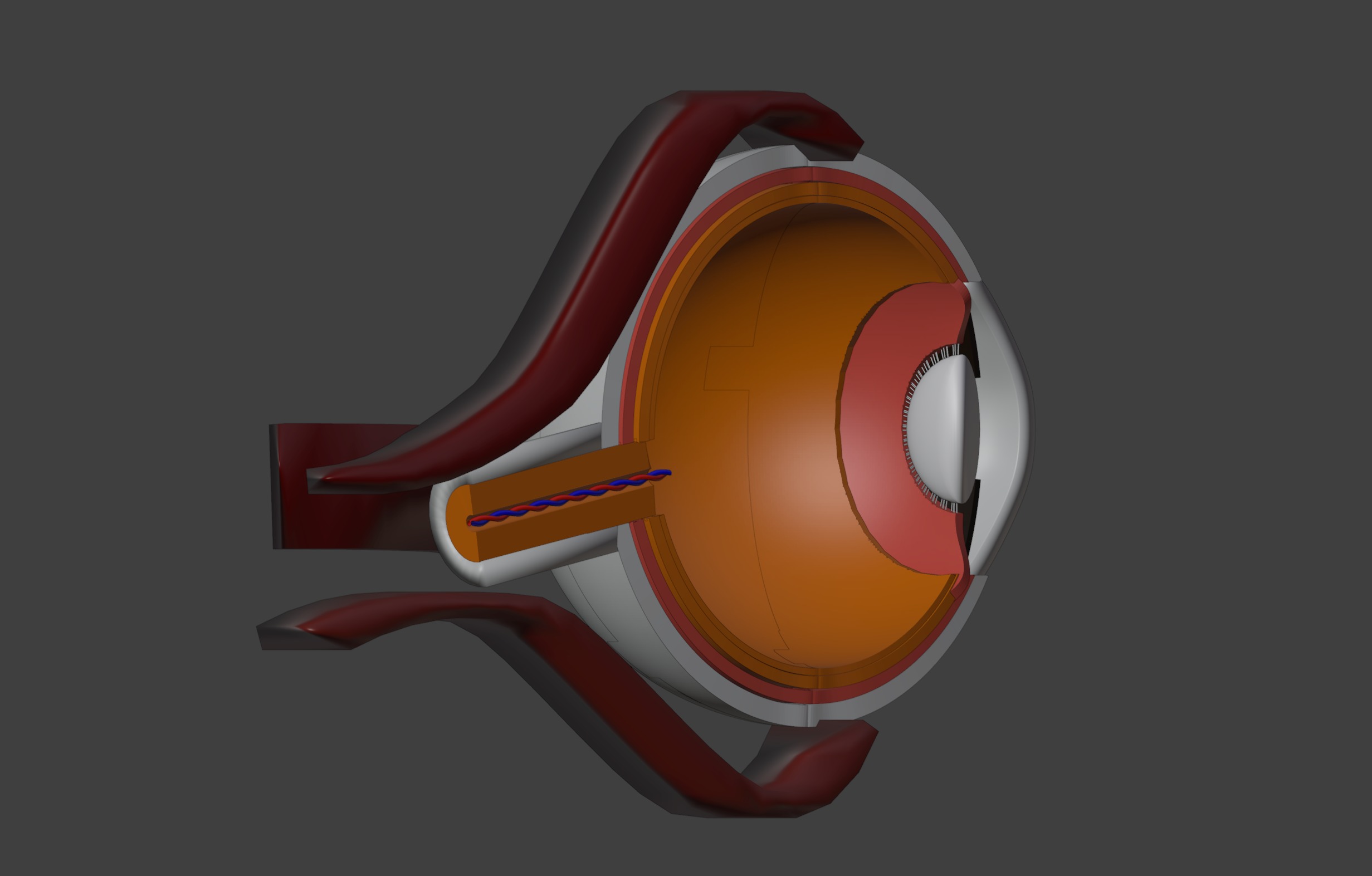 3D Eye Model Anatomy - Cross Section 3D print model_10
