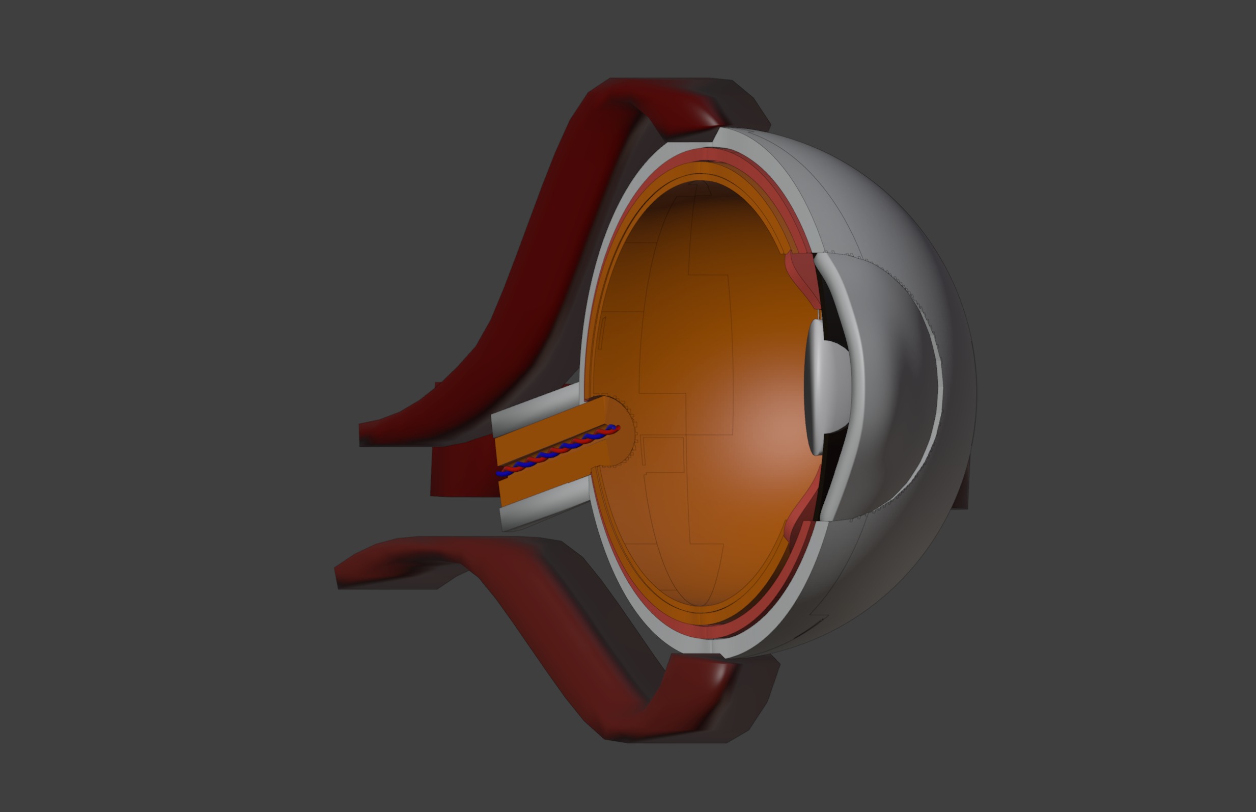3D Eye Model Anatomy - Cross Section 3D print model_6
