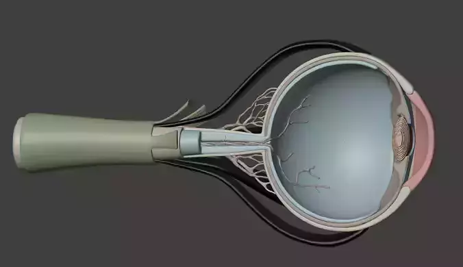  3D Model of Human Eye Anatomy v2