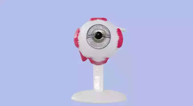 3D Eye Anatomy and Microanatomy Model 3D print model