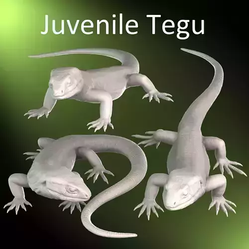 Juvenile Argentine Tegu 3D Print Models