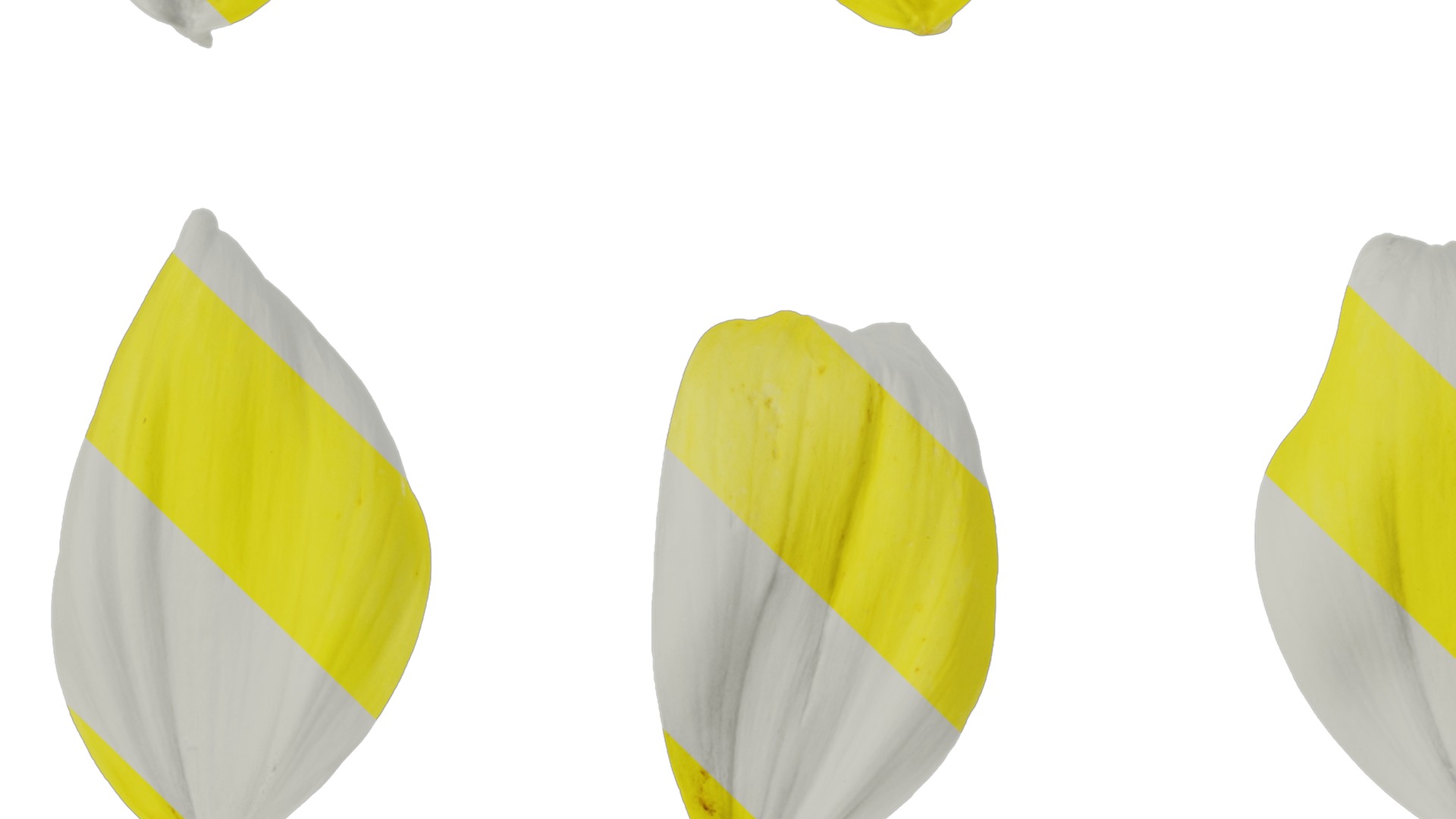 Anydrafts Dahlia pinnata 01 Flower 04 Texture_3